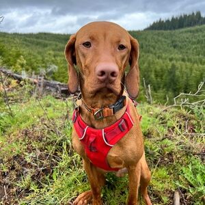 Meet your Posher, Noah